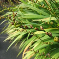 Montbretia